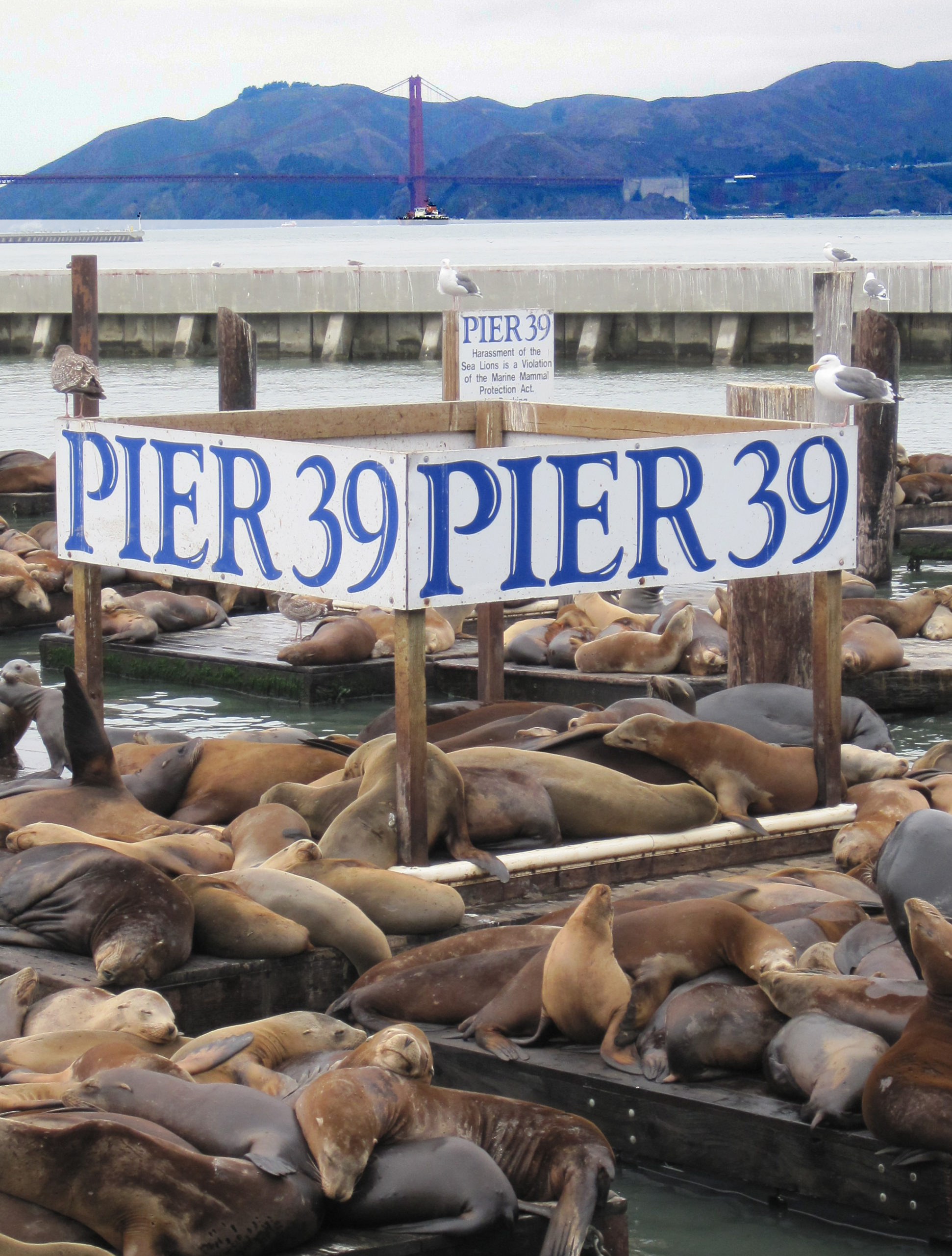 Visitors in Pier 39 Fishermans Wharf San Francisco - CA – Stock