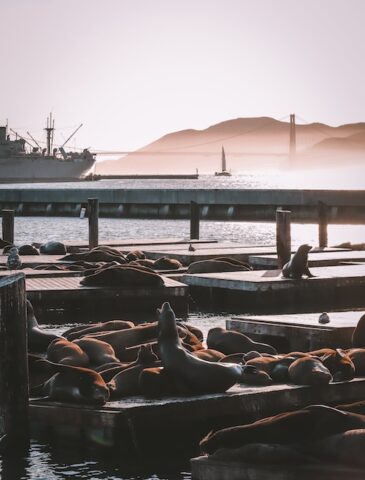 Sea lions and sunset at Pier 39 