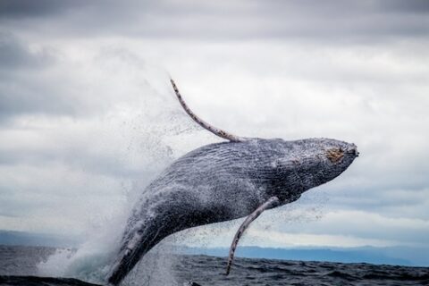 a whale jumping out of the ocean, showing its belly
