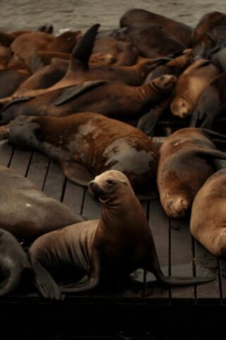 Sea lions lounging on a pier