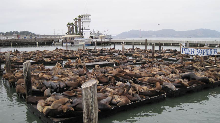 Hundreds of sea lions on Pier 39